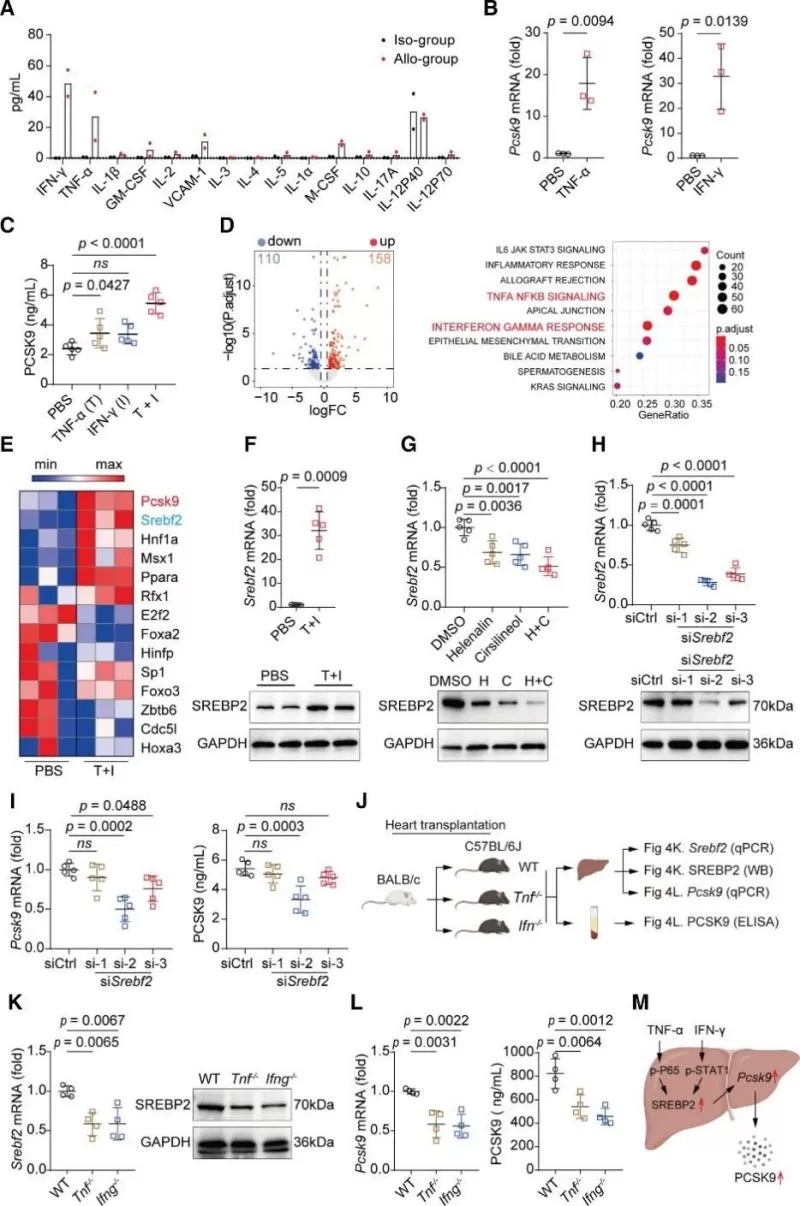 Figure 4. TNF-α and IFN-γ synergistically increase PCSK9 expression in hepatocytes through SREBP2.